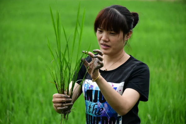 我在視窗寫青春丨新青年故事⑨——開拖拉機的浙大姑娘 廣袤田地追逐夢想