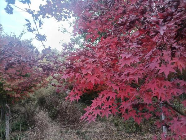 南飛大雁書人字，墜地紅葉燃相思。望穿秋水競無義，萬解楓