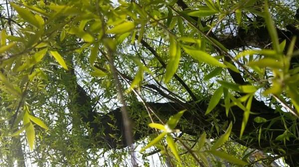 前不栽桑，後不栽柳，院中不種“鬼拍手”，是迷信還是智慧？