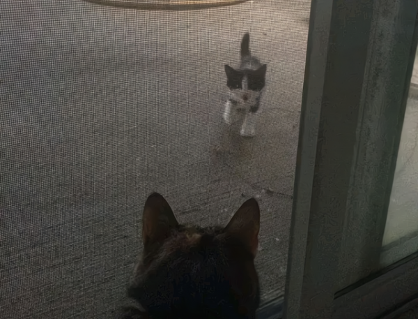 小貓闖進家門,16歲老貓卻在一個月後離世,老貓:讓它替我守護你 小貓闖進家門,16歲老貓卻在一個月後離世,老貓:讓它替我守護你