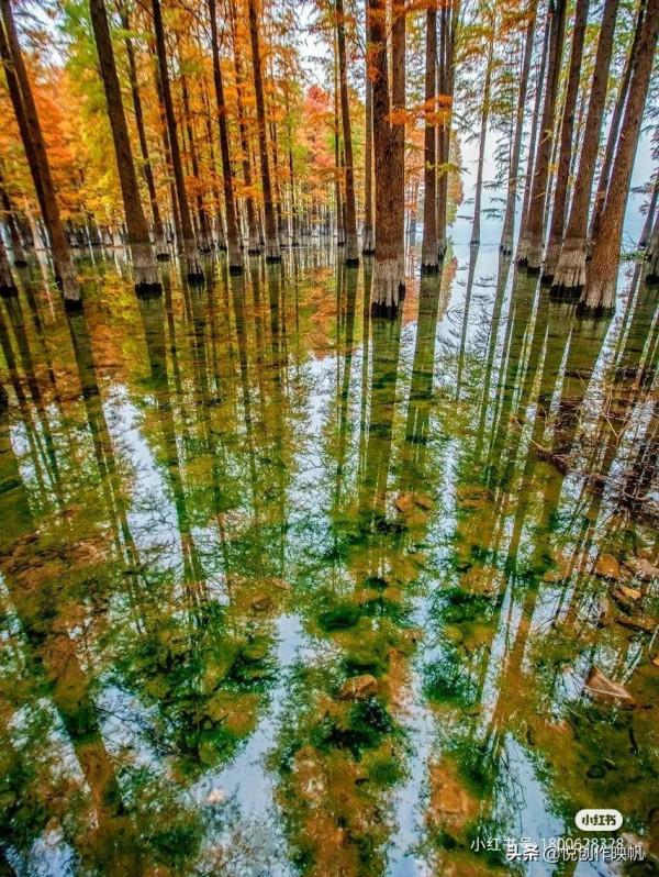 浙江紅杉林景點