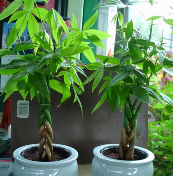 容易因多澆水而死的“10種花”，想要養好，管住手，少澆水