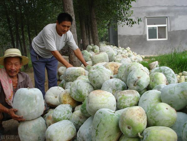 蔬菜降價了？新一輪寒潮“發貨”，3種蔬菜提前漲價，後續如何？