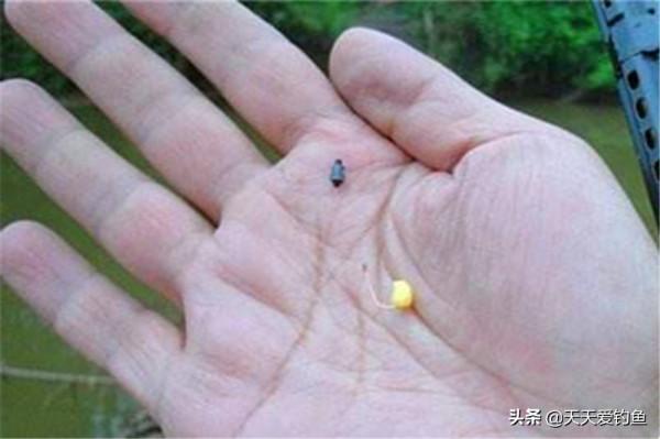 野生大鯽魚十分稀有,分享幾個“獨門絕技”,有大鯽魚就能釣到 野生大鯽魚十分稀有,分享幾個“獨門絕技”,有大鯽魚就能釣到