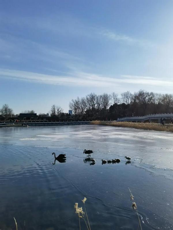 春江水暖鵝先知