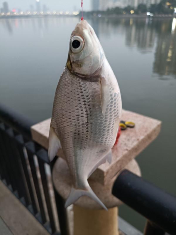 新杆開光手感一流,享受著遛魚的過程 新杆開光手感一流,享受著遛魚的過程