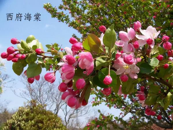 春暖花開賞花時，教你辨識這幾種相似的花，別再被朋友說不懂花了