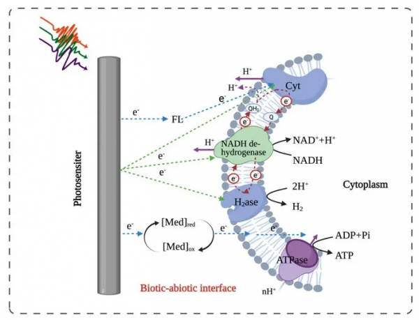 王博/鍾超/姜志鋒|全面解析半人工光合作用的“前世今生” 王博/鍾超/姜志鋒|全面解析半人工光合作用的“前世今生”
