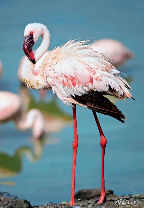 從外交官到“中國獅子王”，他深入非洲14年，只為解鎖這些秘密