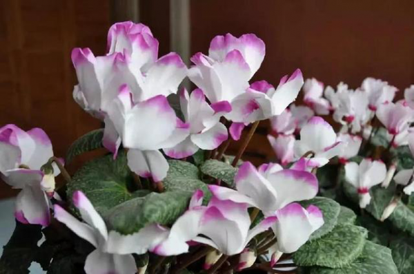 誰說陽臺朝北養不了花？5種花，就適合北陽臺，耐陰又皮實