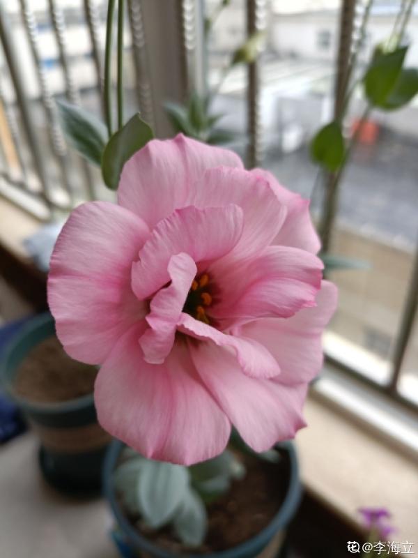 9種花,適合在陽臺養,陽臺全年開滿花,小陽臺變“花海” 9種花,適合在陽臺養,陽臺全年開滿花,小陽臺變“花海”