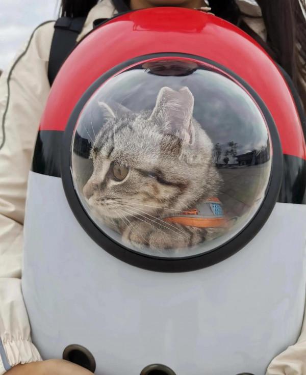 我家的貓咪多多，很粘人