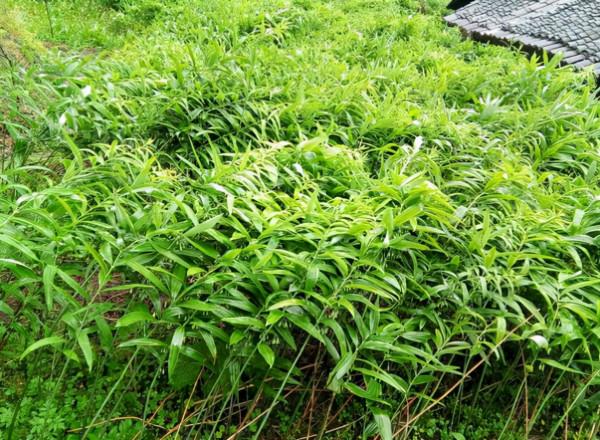 俗稱“老虎姜”，曾被挖來餵豬，今日才知是“仙人餘糧”，望珍惜