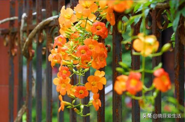 三種“漂亮花”，好養顏值高，卻被花友“嫌棄”，不是沒道理