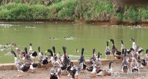 江西的十道大菜,其他地方很難模仿 江西的十道大菜,其他地方很難模仿