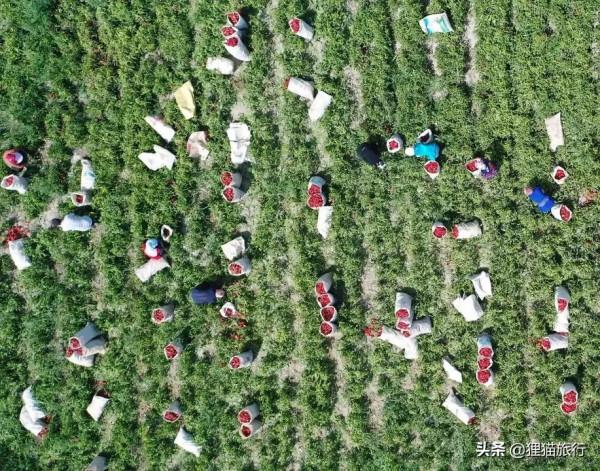 紅辣椒王國——焉耆盆地,這裡是新疆最大的紅辣椒生產基地 紅辣椒王國——焉耆盆地,這裡是新疆最大的紅辣椒生產基地