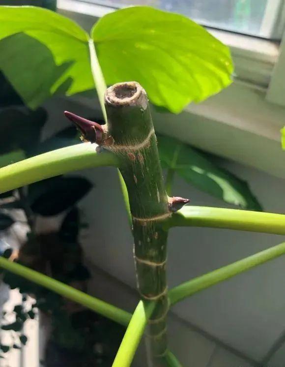 大葉子耐陰花，室內一定養，葉子比臉大，真涼快