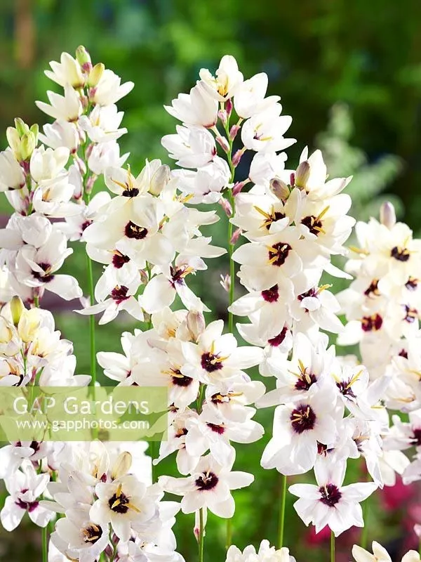 球根種植正當時，這4款稀有球根植物，多年生、復花性