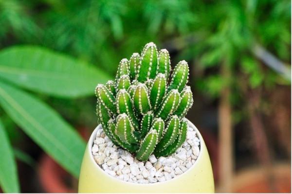 100種觀葉綠植,50種大型的,50種小型的,家裡沒有陽光也能養 100種觀葉綠植,50種大型的,50種小型的,家裡沒有陽光也能養