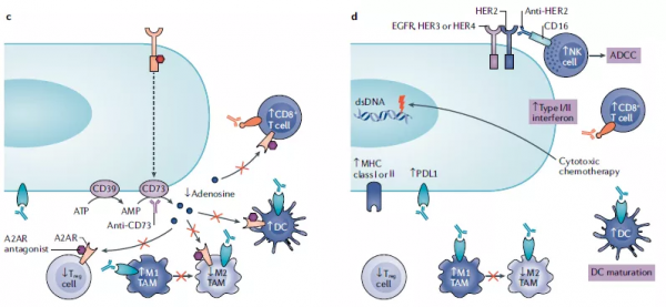 傑享第06期：ERBB受體家族訊號調控抗腫瘤免疫