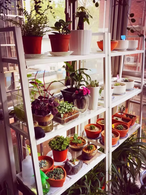 沒有花園怎麼種花？從東北到廣東，4位大神在室內種出植物園