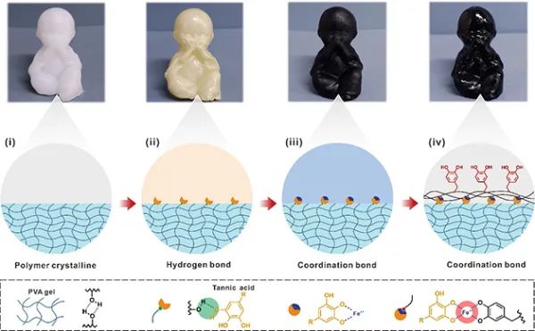 溼黏附軟物質材料研究取得進展