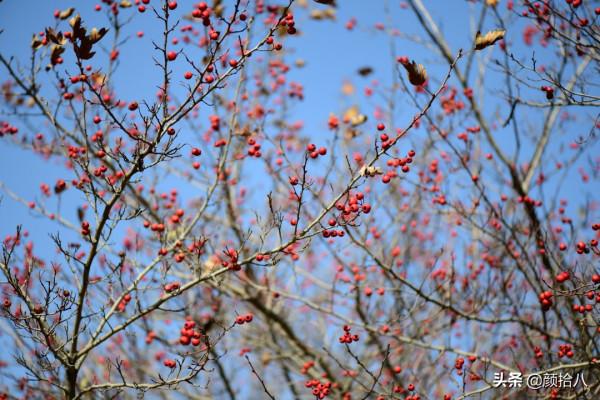 鳥兒們過冬必備 - 紅透整個冬日的迷你山楂果 |園丁