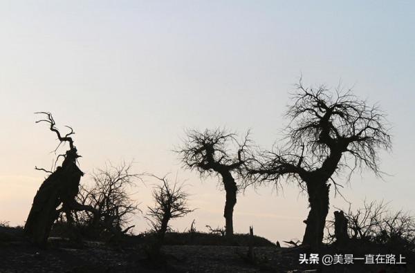 不遙遠的額濟納，邂逅大漠胡楊林，遇見人間秘境3