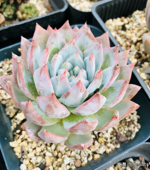 橙夢露怎麼才能養大?全泥炭用大盆,放在室外露養,很快長大 橙夢露怎麼才能養大?全泥炭用大盆,放在室外露養,很快長大