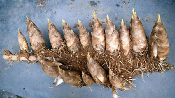 “竹子開花，馬上搬家”，難道竹花真是災變的前兆？沒搬會怎樣