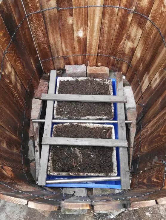 五年換四代，樓頂果樹二培桶經歷了考驗