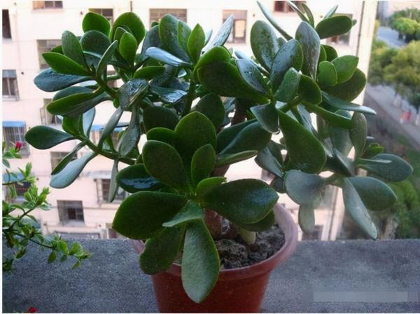 這4種花,2月不用澆,越“澆”死得越快,越“懶”的人越適合養 這4種花,2月不用澆,越“澆”死得越快,越“懶”的人越適合養