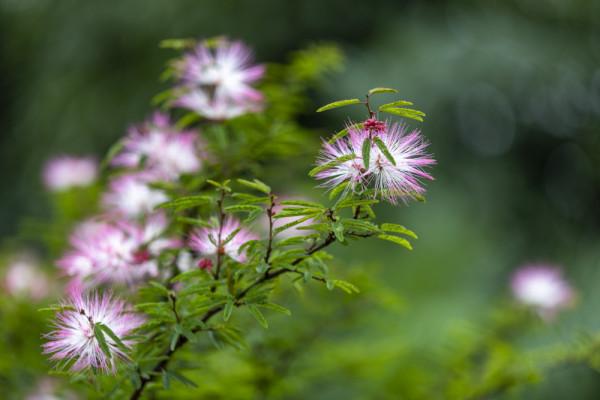 合歡花綻妍 合歡花綻妍