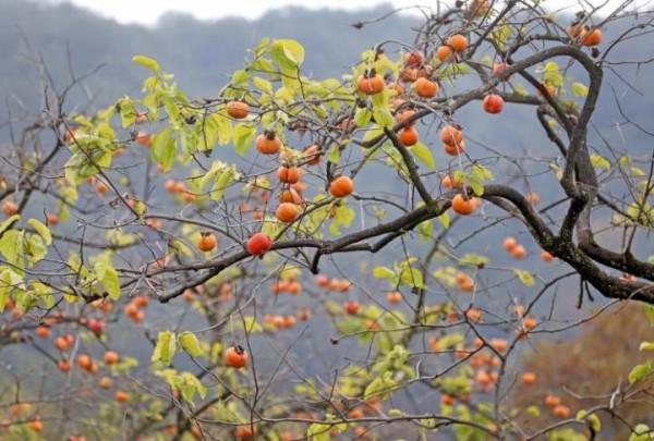 稻花香裡說豐年!稻穀飄香的秋日你記錄了嗎? 稻花香裡說豐年!稻穀飄香的秋日你記錄了嗎?