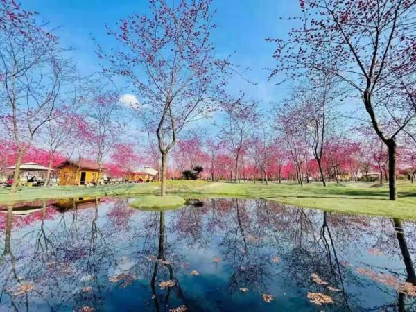 「秦櫻園」數百畝緋紅櫻花連成片