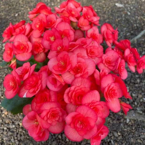 秋冬養盆麗格海棠,花朵像牡丹,有金玉滿堂好兆頭 秋冬養盆麗格海棠,花朵像牡丹,有金玉滿堂好兆頭