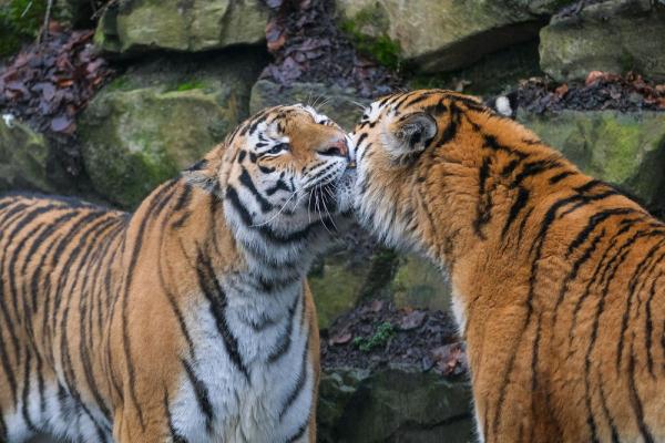 &OpenCurlyDoubleQuote;虎虎生威&rdquo;