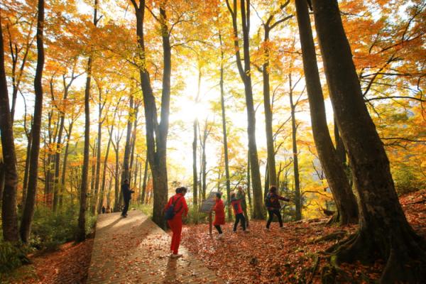 四川旅行｜川東最美賞秋地，光霧山的漫山紅葉即將就位