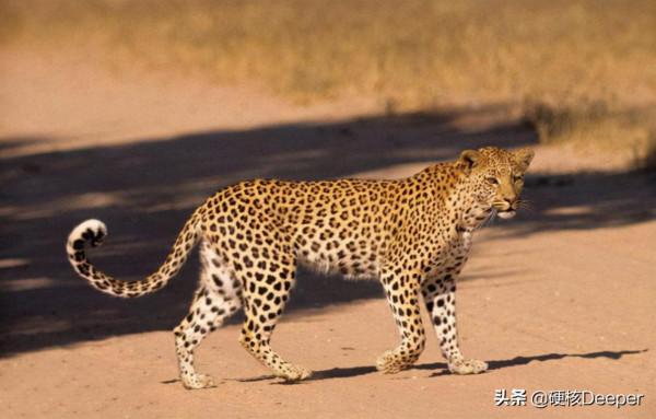 貓科動物誰最能打?在地球野區,顏值即戰鬥力 貓科動物誰最能打?在地球野區,顏值即戰鬥力