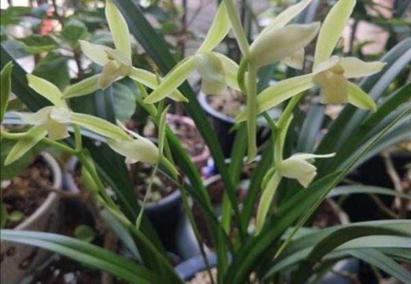 9月養蘭花,給它做好3個關鍵養護,才能抽箭長花苞 9月養蘭花,給它做好3個關鍵養護,才能抽箭長花苞