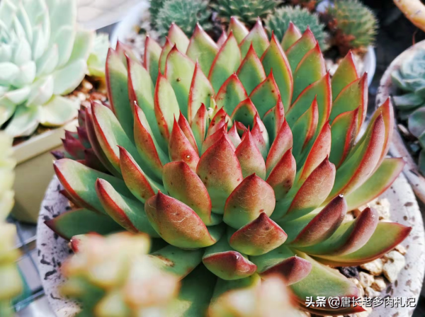 東雲系多肉較易出狀態,而這6個品種尤其如此,冬天可輕鬆上色 東雲系多肉較易出狀態,而這6個品種尤其如此,冬天可輕鬆上色