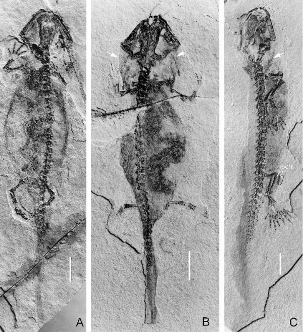 1億多年過去了,它還是個寶寶 1億多年過去了,它還是個寶寶