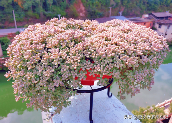 環境不好養多肉用大盆？是想一年四季對著一片“青菜”？快換盆吧