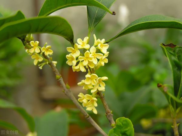 桂花開花有“三不做”,做了花期縮短,你知道是哪“三不做”嗎? 桂花開花有“三不做”,做了花期縮短,你知道是哪“三不做”嗎?