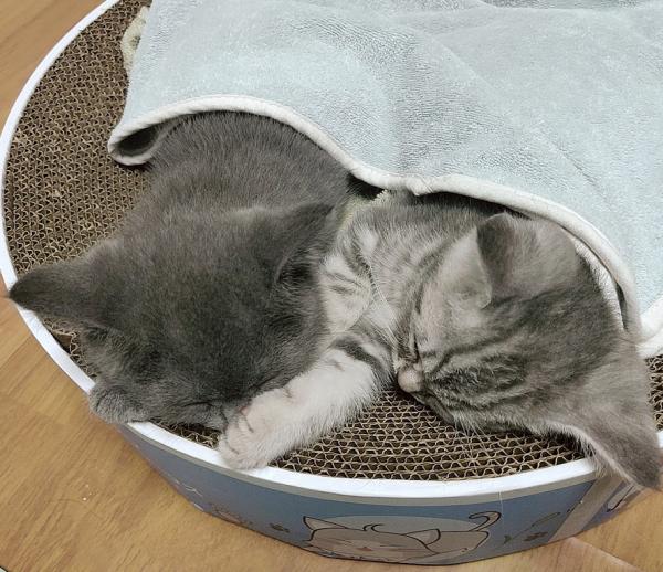 我和貓咪的相遇結緣，就像是一場奇妙的際遇，攜手同行