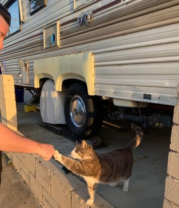 總有一些騙你養寵物的時刻