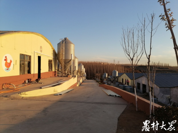 年可節約糧食720萬斤，他們要用最少的糧食產最多的雞肉