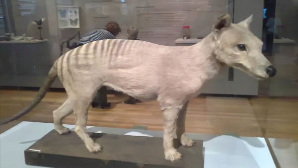 “村口大黃”到澳變身頂級殺手,吃袋鼠偷綿羊讓人頭疼,憑什麼? “村口大黃”到澳變身頂級殺手,吃袋鼠偷綿羊讓人頭疼,憑什麼?