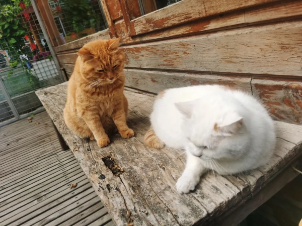 “GFgirls”三小隻 · 申請出道