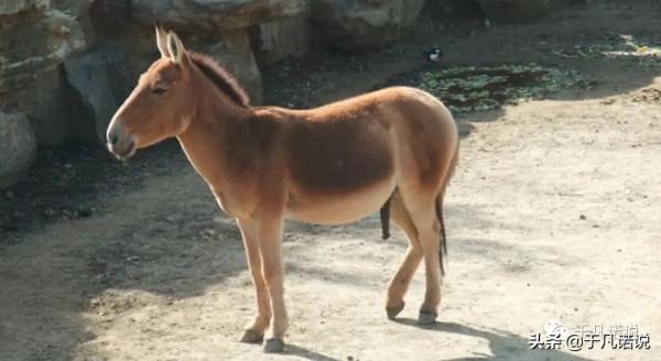 於凡諾說:一頭大蠢驢 於凡諾說:一頭大蠢驢